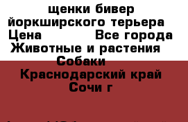 щенки бивер йоркширского терьера › Цена ­ 8 000 - Все города Животные и растения » Собаки   . Краснодарский край,Сочи г.